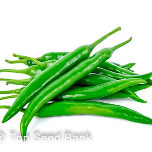 10+ Indian green chili, Hari Mirch seeds, chilies pepper + Free GIFT | Organic| Top Seed Bank