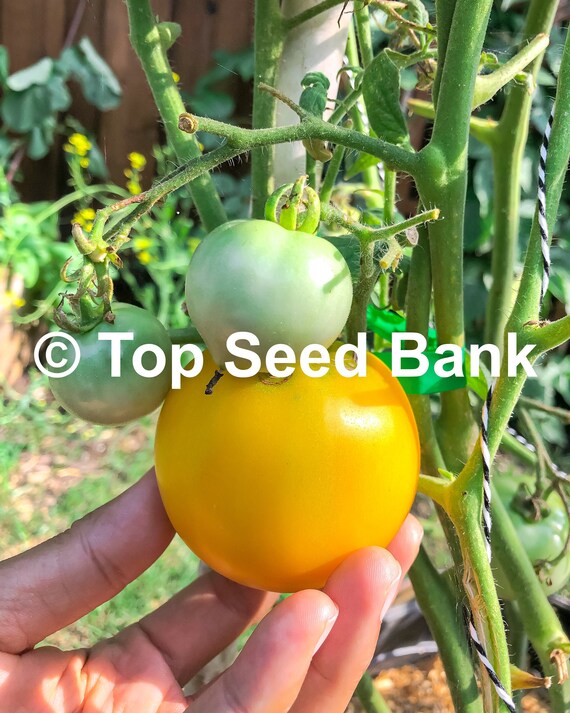 10 Lemon Boy Tomato Seeds Indeterminate Tomato Free GIFT Etsy