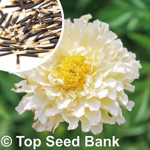 15+ Kilimanjaro White Marigold seeds + Free GIFT | Non-GMO, Organic| Top Seed Bank