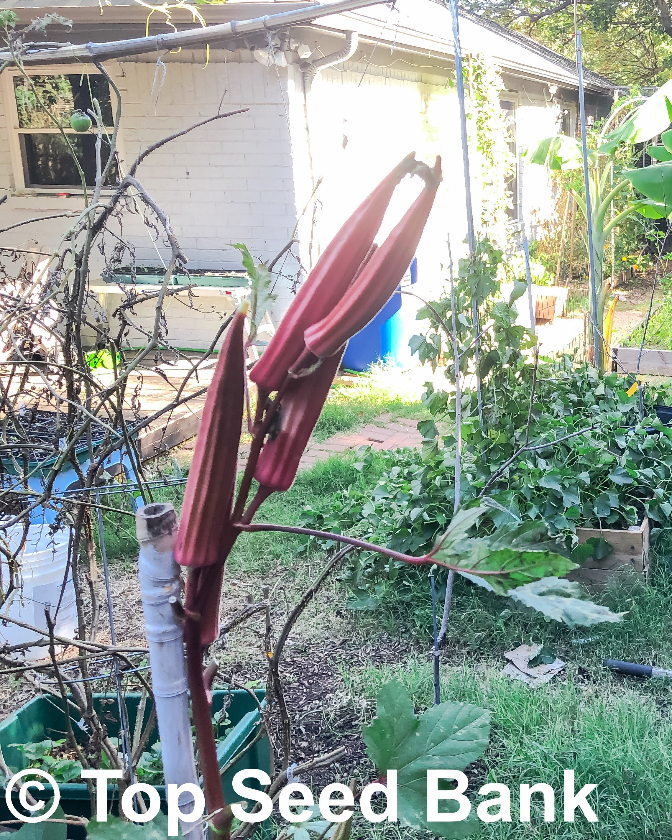 jing orange okra plant height jing orange okra plant height