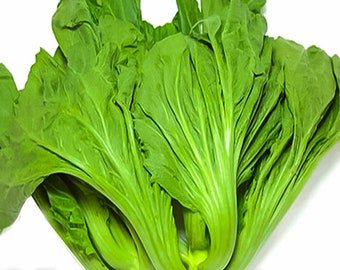 200+ Gai Choi Chinese Mustard Green, Kai Choi, Gai Choy Cabbage, Brassica juncea seeds + Free GIFT | Non-GMO, Organic| Top Seed Bank