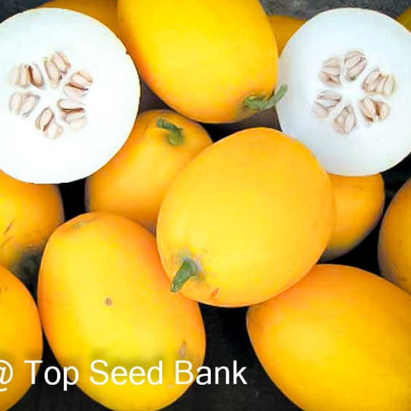 10+ Vine Peach Mango Melon, peach-sized Cucumis melo + Free GIFT | Organic| Top Seed Bank