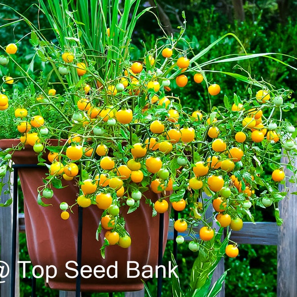 8+ Tumbling Tom Yellow Tomato seeds, cascading, hanging basket  tomatoes + Free GIFT | Organic| Top Seed Bank