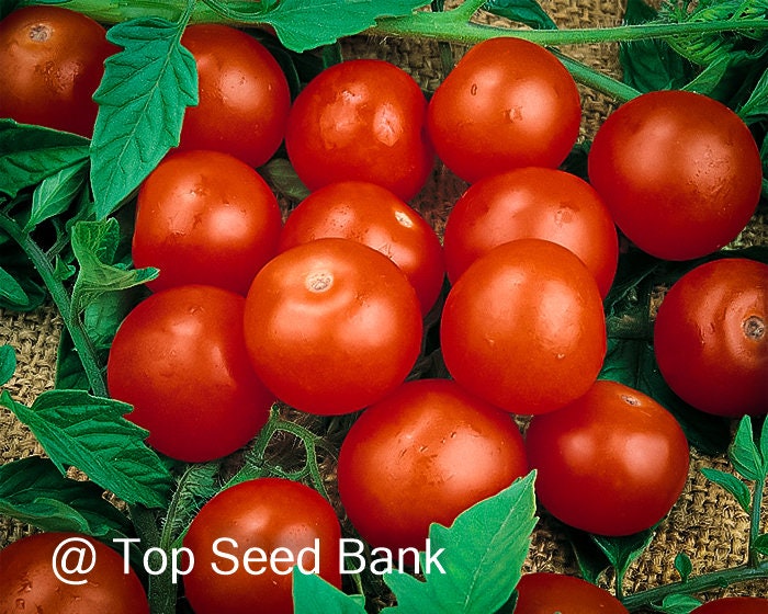 ★CD【TOMATOS/PARTY DOWN】トマトス■ 8+ Tiny Tim Tomato Seeds, Dwarf Patio Cherry Tomatoes + Free
