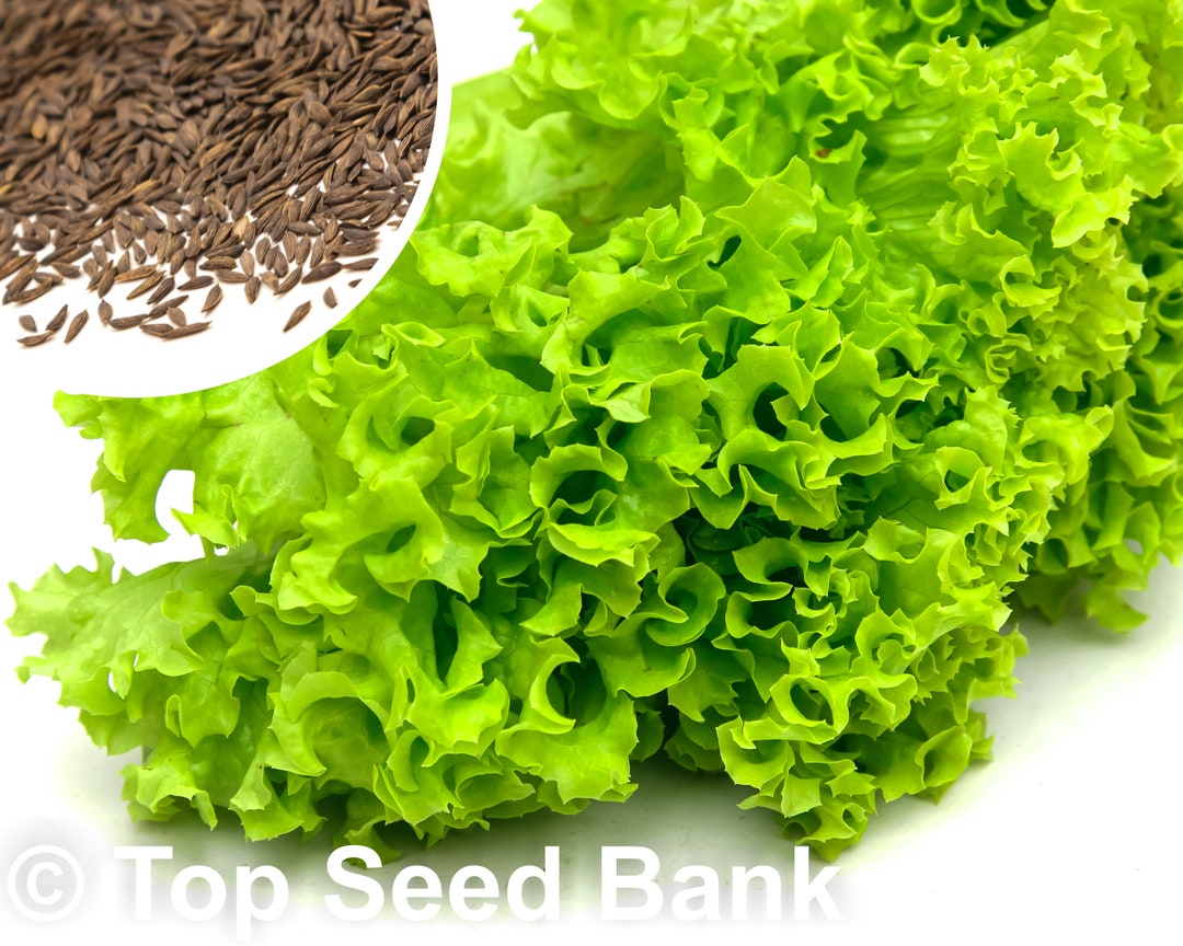 150 Black Seeded Simpson Lettuce Seeds, Super Tender, Heat Tolerant