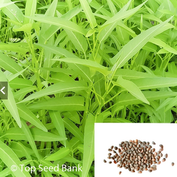 Water Spinach/Kangkung/Kangkong/Ong Choy/Rau Muong Vegetable Aquatica + Free Gift | Non-GMO, Easy To Grow | Top Seed Bank