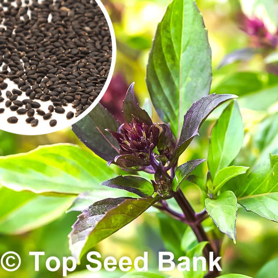 50 Licorice Basil Seeds Anise Thai Basil Free GIFT Etsy
