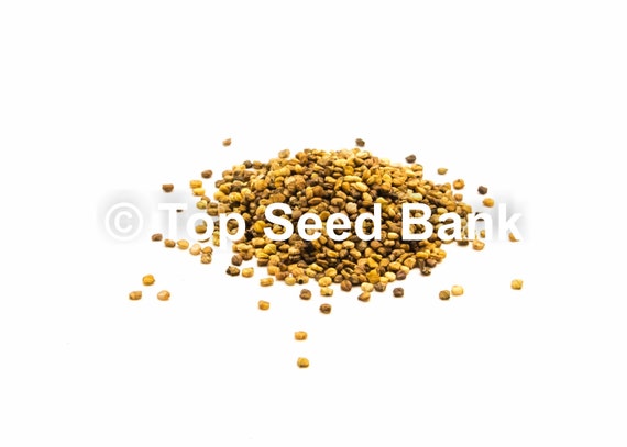 Mache / Valeriana Verte de Cambrai (140-6) - Seeds from Italy