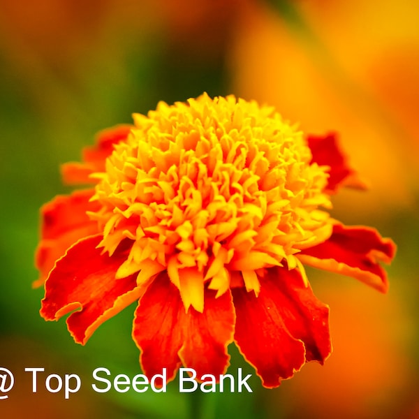 50+ Orange flame marigold seeds, French dwarf double+ Free GIFT | Organic | Top Seed Bank