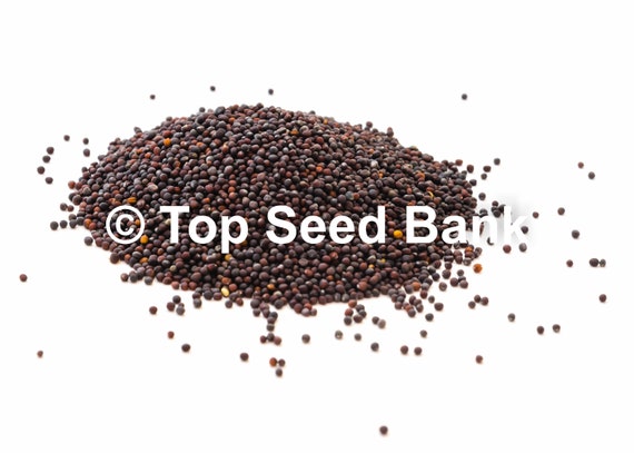 Big Seeded Mache (Corn Salad) Seeds
