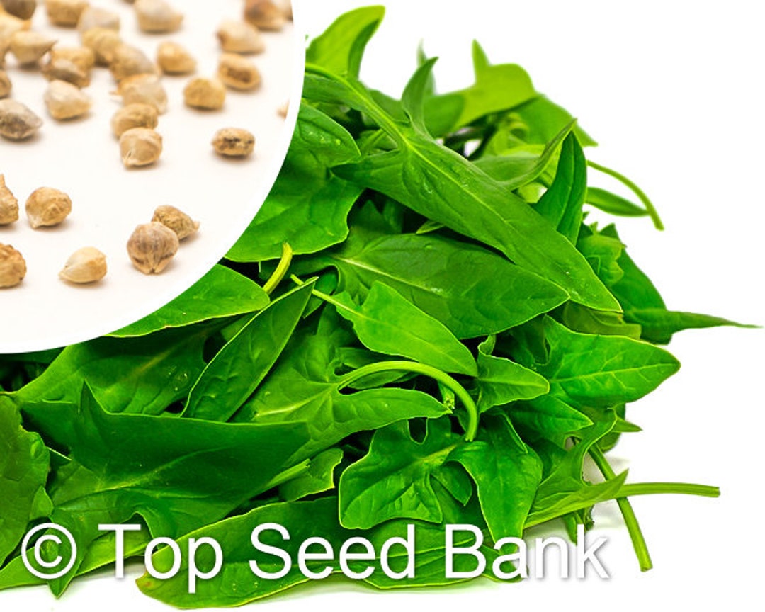 100 Okame Spinach Seeds, Japanese Green Arrowhead Spinach Free GIFT