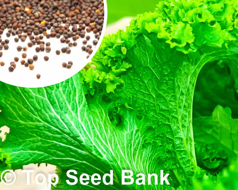 200 Green Wave Mustard Seeds Spicy Flavor Slow Bolting Etsy