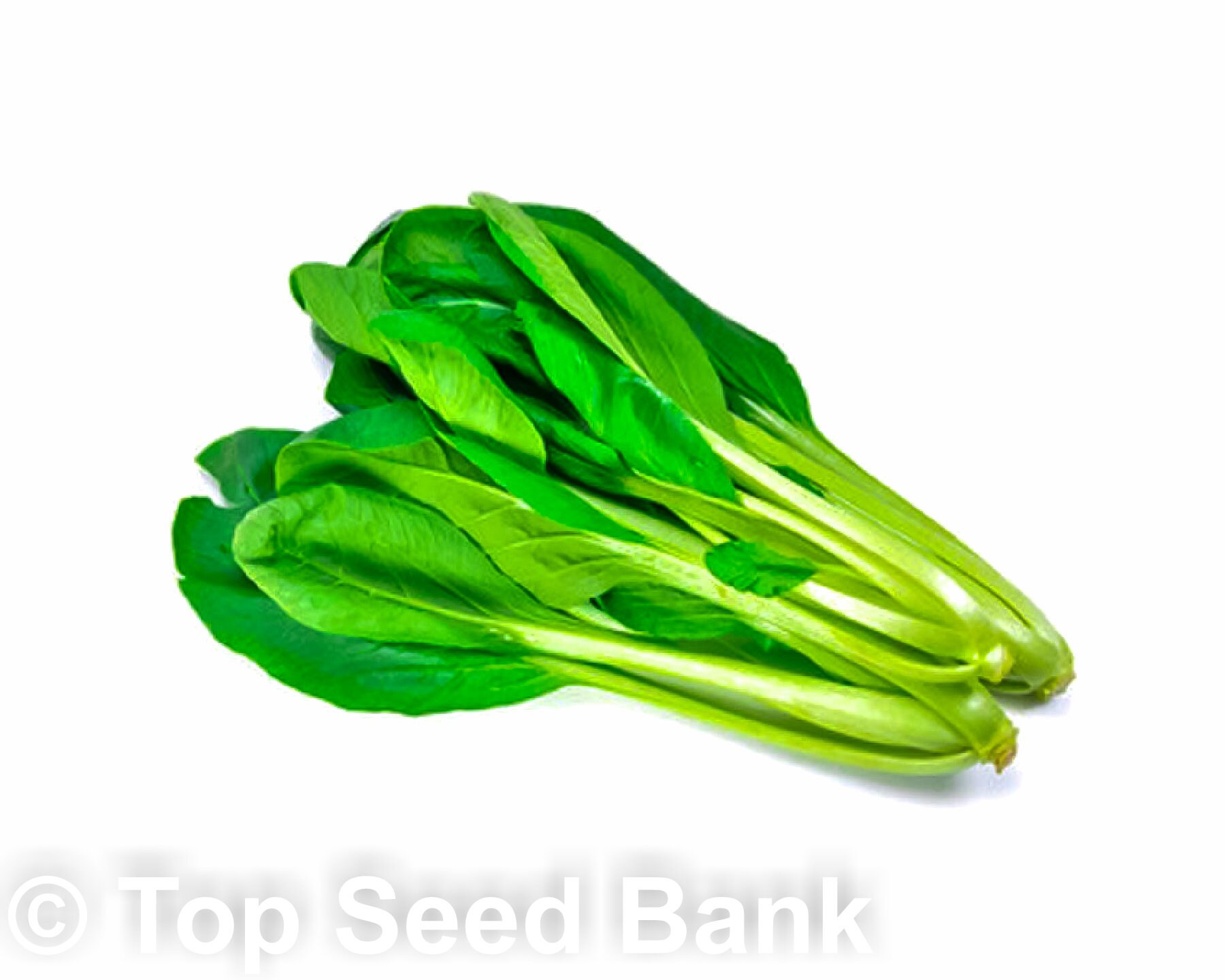 200 Brassica integrifolia Cai Ngot cải ngọt seeds 35 days Etsy