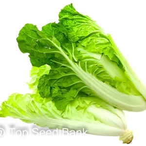 150+ Chinese Cabbage seeds, Beka Santoh, cải bẹ dún + Free GIFT | Organic | Top Seed Bank