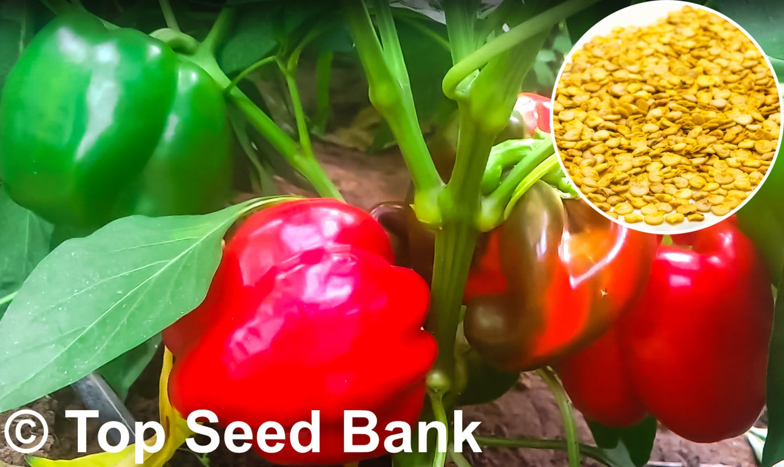 25 Bull Nose Sweet Bell Pepper seeds Large Sweet Spanish Etsy