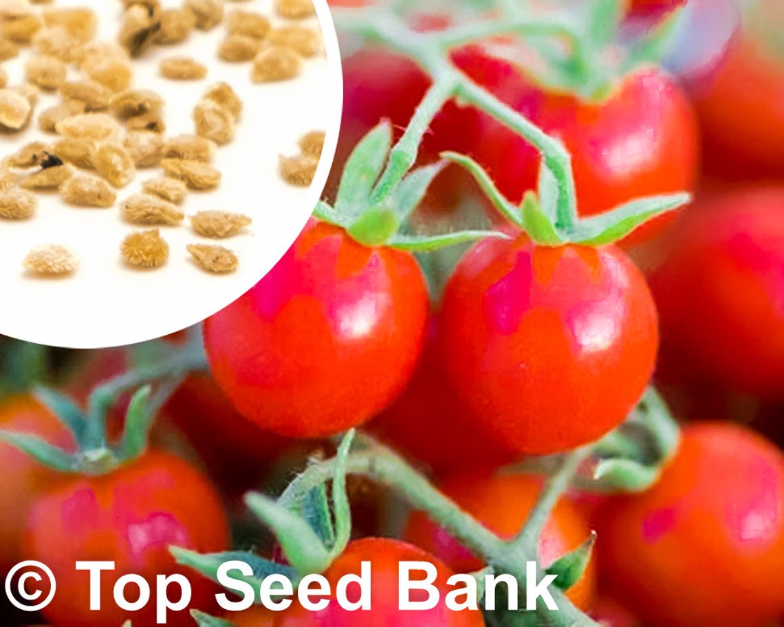 10 Mexico Midget Tomato seeds Indeterminate Cherry Grape Etsy