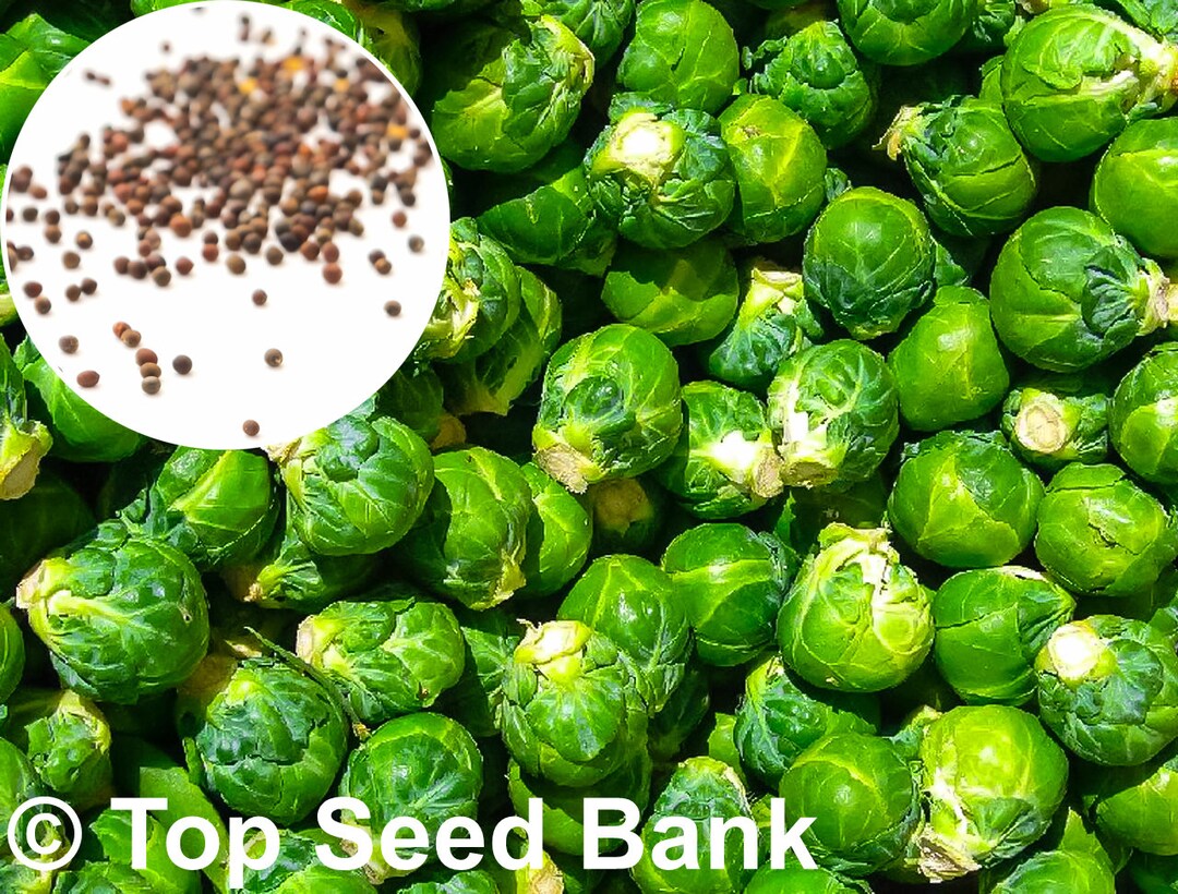 150 Brussels Sprout Seeds, Long Island Improved Free GIFT Frost