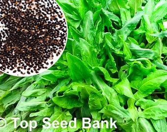150+ Sorrell Green De Belleville seeds, Early, Slow bolting + Free GIFT | Non-GMO, Organic| Top Seed Bank