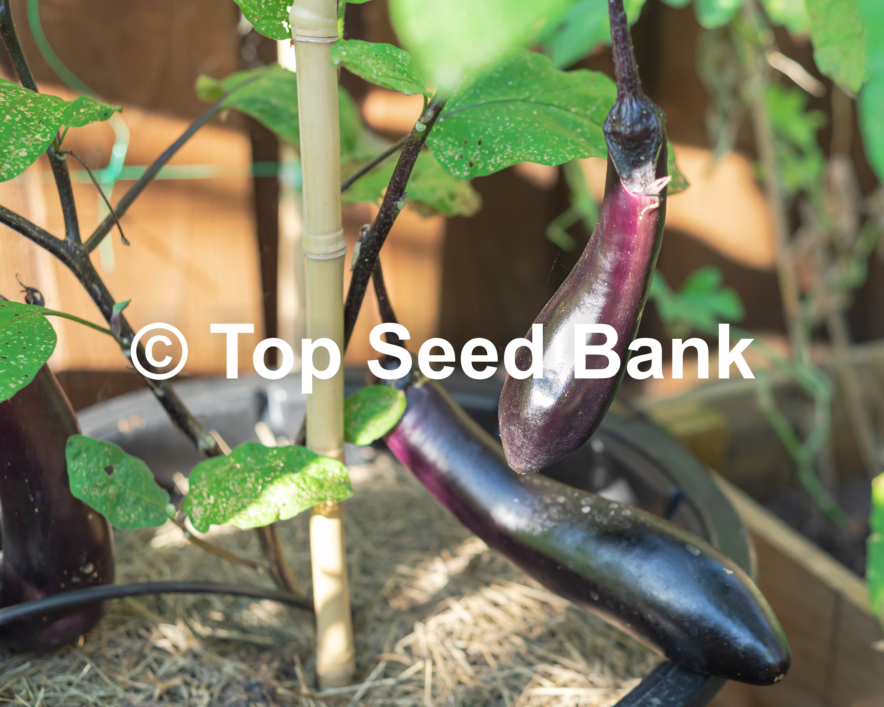 eggplantページ Eggplant-Collection-01_grande.