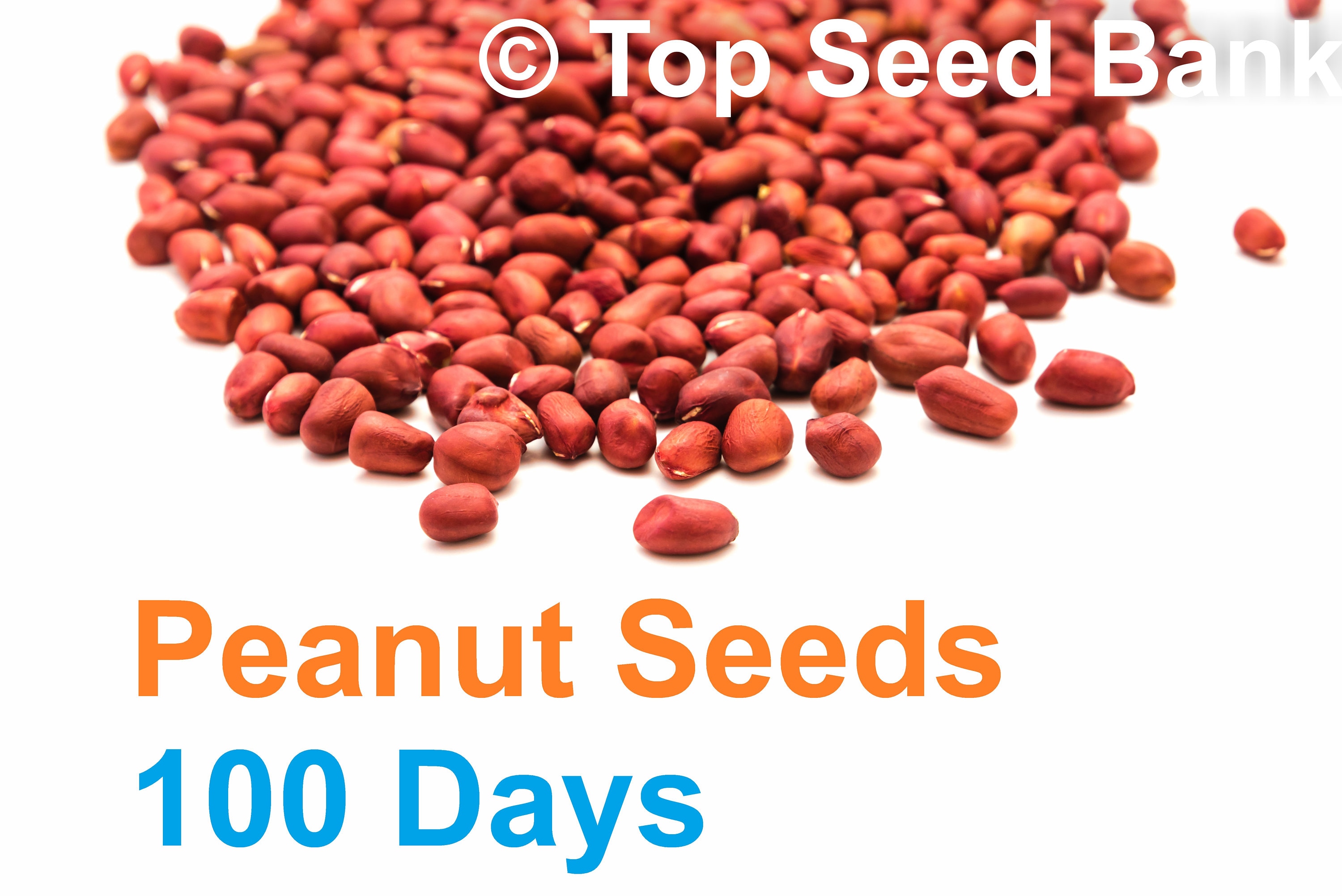 20 Peanut Seeds Raw Uncooked Ready for Planting 105 Days Etsy