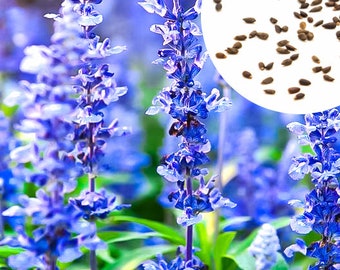 100+ Blue Hyssop (Hyssopus officinalis) seeds, Attract Butterflies, Hummingbirds, Bees + Free GIFT | Non-GMO, Organic| Top Seed Bank
