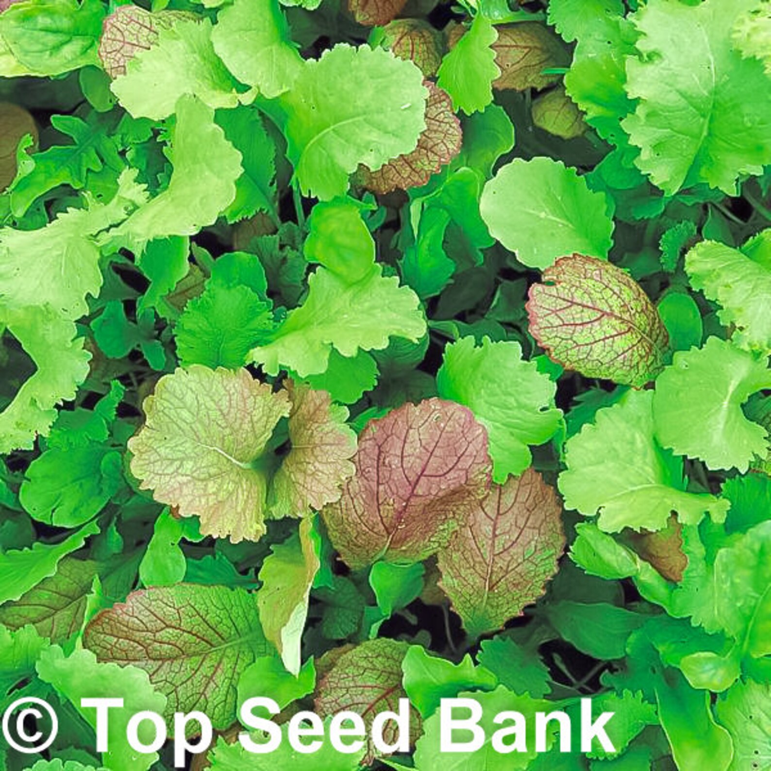 150 Blend Mustard Seeds Baby Mustard Greens Mix Frost Etsy UK
