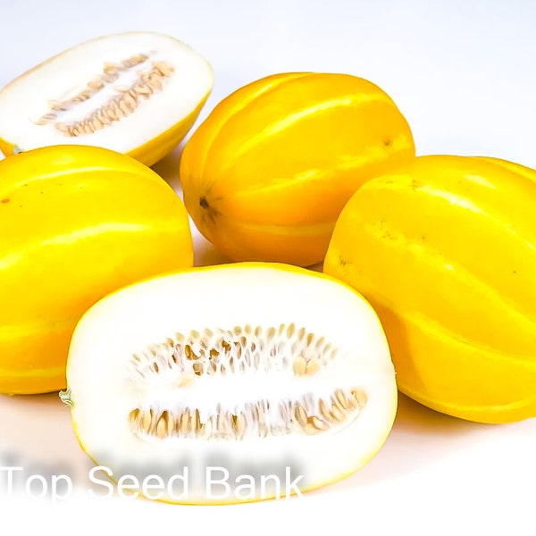 10+ Early Silver Line Melon, Korean Silverline + Free GIFT | Heirloom | Top Seed Bank