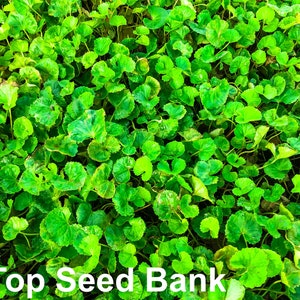 40+ Pennywort, Gotu Kola, Spadeleaf, Centella asiatica, Rau Ma seeds + Free GIFT | Medical Herbs | Top Seed Bank