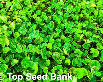 40+ Pennywort, Gotu Kola, Spadeleaf, Centella asiatica, Rau Ma seeds + Free GIFT | Medical Herbs | Top Seed Bank