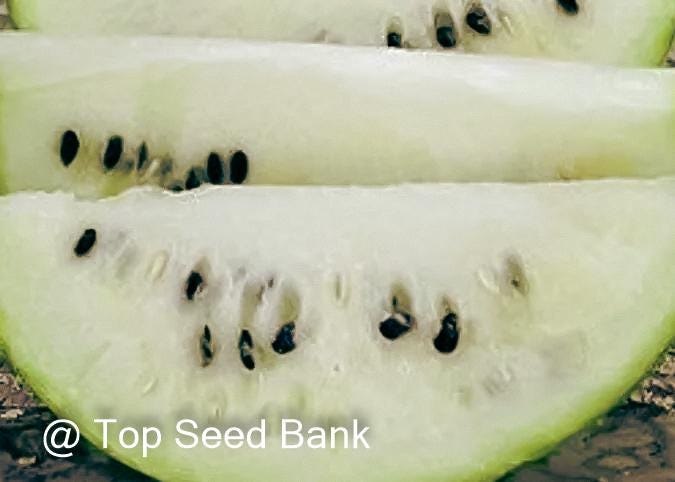 10+ Silver Yamato Watermelon seeds, snowy fleshes + Free GIFT | Heirloom | Top Seed Bank