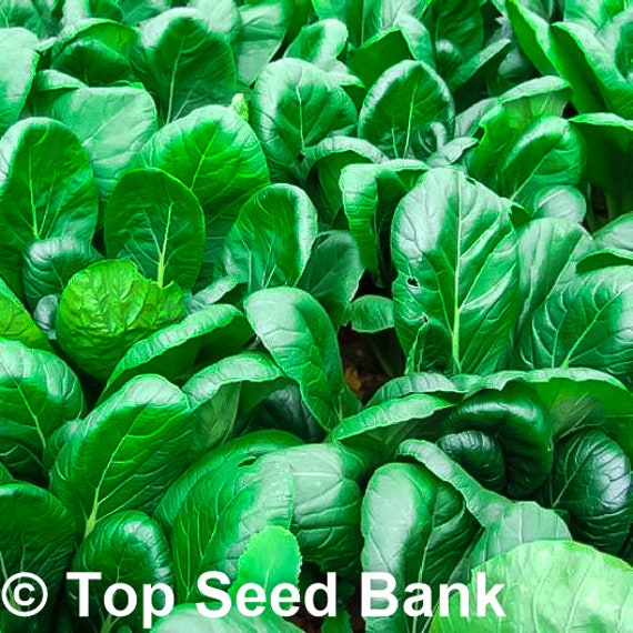 150 non-gmo fresh garden seeds tendergreen mustard spinach seeds