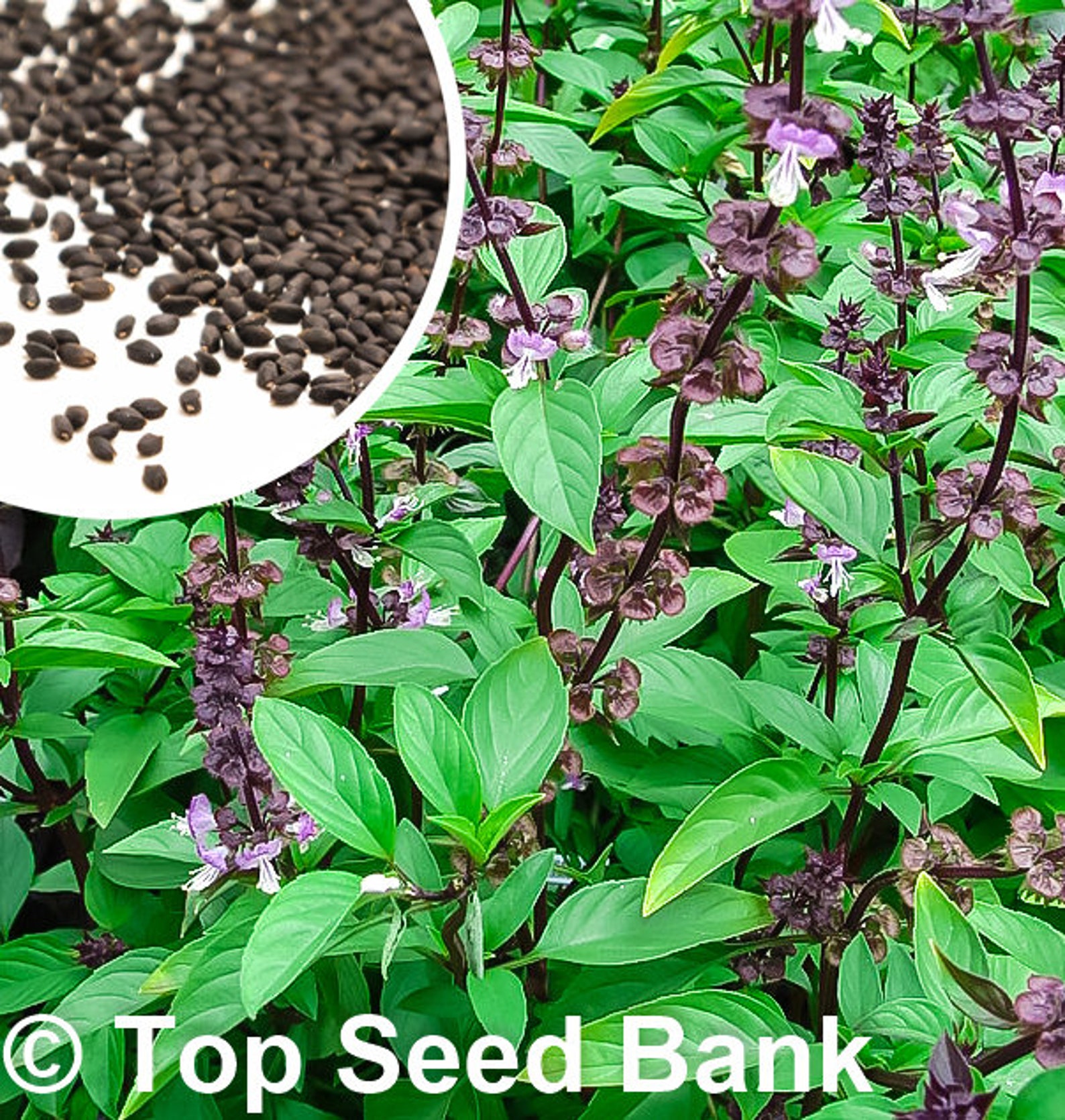 100 Thai Basil Seeds Hung Que Horapha Purple Stems Sweet Etsy UK