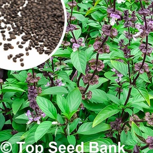 100+ Thai Basil seeds, Hung Que, Horapha, Purple Stems Sweet Basil + Free GIFT | Non-GMO, Container Friendly | Top Seed Bank