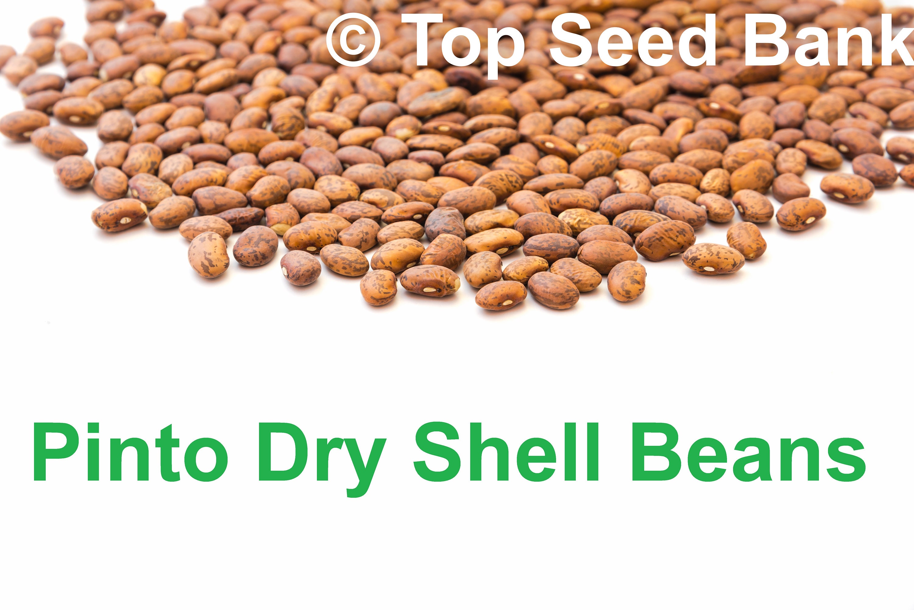 15+ Pinto Shell Bean Seeds, Speckled Bean Beans + Free GIFT