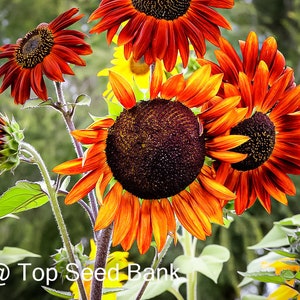 mardi gras blend sunflower