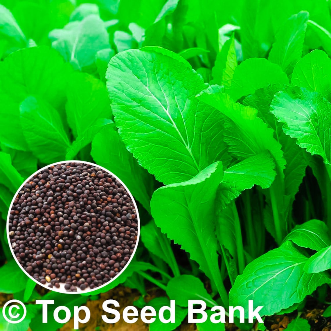 Mustard Spinach Seeds Japanese Mustard Spinach Also Known As Komatsuna Seed Stock Image