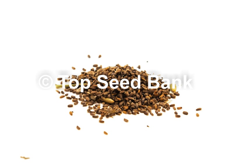 25 Mexican Giant Hyssop seeds, Agastache Mexicana, Toronjil Morado Free GIFT Non-GMO, Organic Top Seed Bank image 3