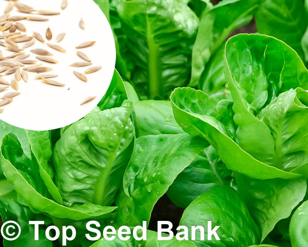 150 Paris Island Lettuce Seeds, Cos Romaine Lettuce, Frost Tolerant