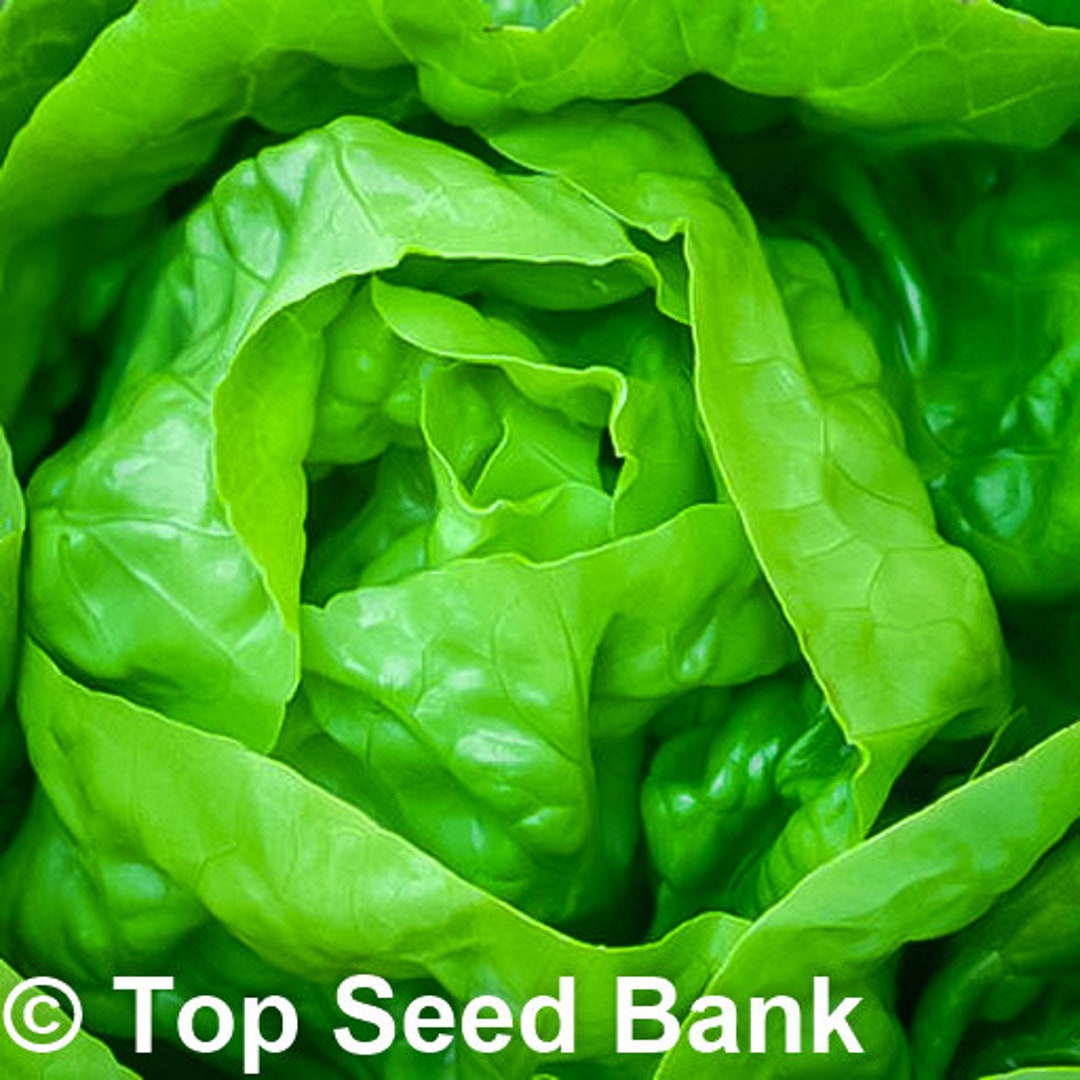 350 Buttercrunch Lettuce Seeds, Bibb Lettuce, Heat Resistance, Slow to Bolt Free GIFT Nongmo