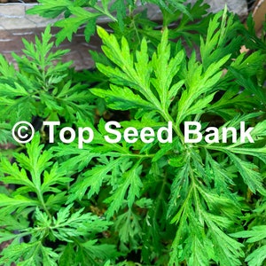 0.1gram Japanese Mugwort, Artemisia princeps, Rau Ngai Cuu, Herb Seeds for Planting + Free GIFT | Non-GMO | Top Seed Bank