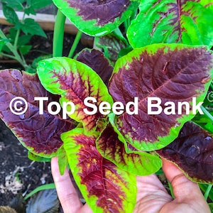 150+ Yin Choi seeds, Chinese Multicolor Spinach, Red Beauty Amaranth + Free GIFT | Heirloom, Organic| Top Seed Bank