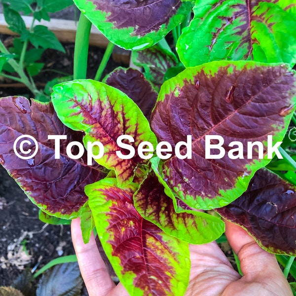 150+ Yin Choi seeds, Chinese Multicolor Spinach, Red Beauty Amaranth + Free GIFT | Heirloom, Organic| Top Seed Bank