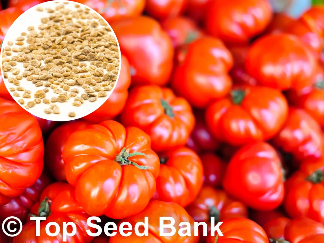25 Beefsteak Tomato Seeds, Slicing Tomatoes, Indeterminate, Disease Resistance Free GIFT Nongmo