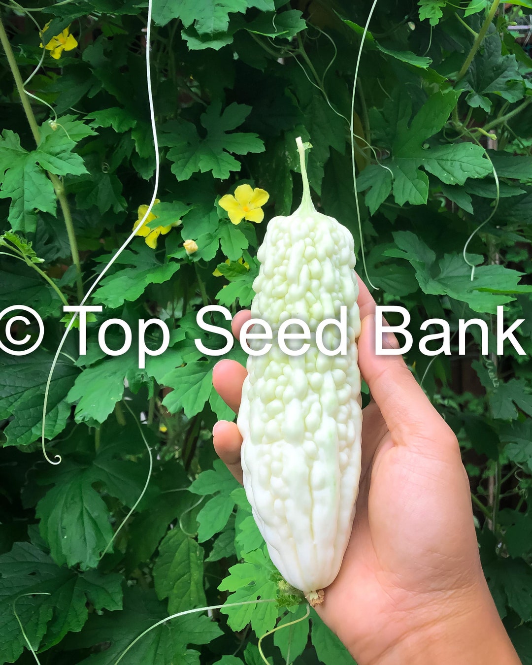 5 White Japanese Bitter Melon, Okinawan Pure Free GIFT Nongmo, Organic