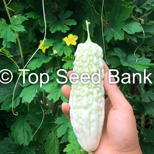 5+ White Japanese Bitter Melon, Okinawan pure + Free GIFT | Non-GMO, Organic| Top Seed Bank