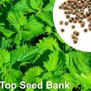 50+ Green shiso seeds, Tía Tô Nhật, Ao Shiso, Perilla frutescens + Free GIFT | Non-GMO, Organic| Top Seed Bank