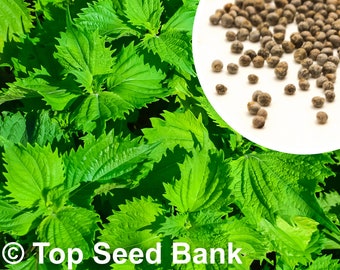 50+ Green shiso seeds, Tía Tô Nhật, Ao Shiso, Perilla frutescens + Free GIFT | Non-GMO, Organic| Top Seed Bank
