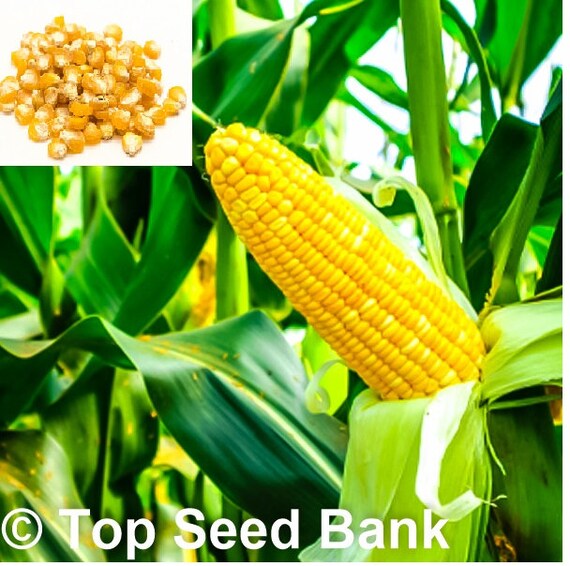 20 Early Golden Bantam Sweet Corn Seeds Free GIFT Etsy