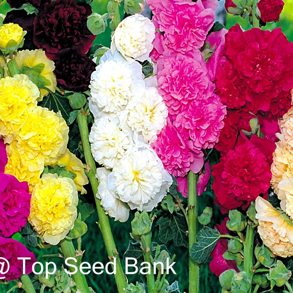 10+ Summer Carnival Hollyhock seeds, All-America Selections Winner + Free GIFT | Organic| Top Seed Bank