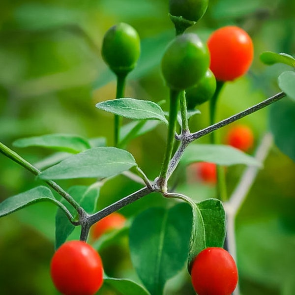 10+ McMahons Bird Pepper Hot Pepper, Texas Chiltepin + Free GIFT | Organic| Top Seed Bank